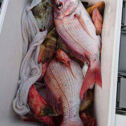 リトルワン 釣果