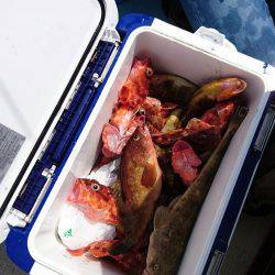 リトルワン 釣果