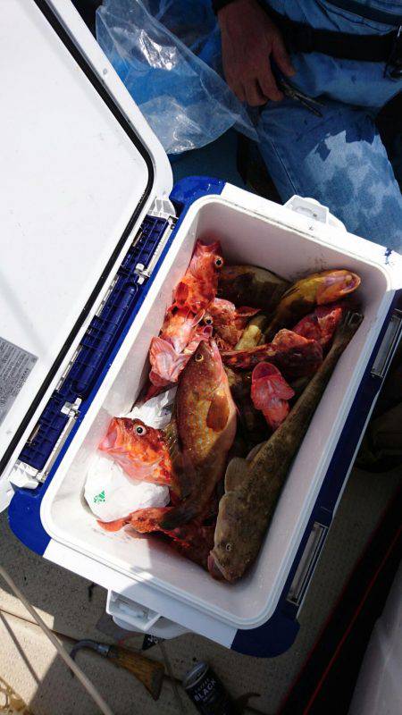 リトルワン 釣果