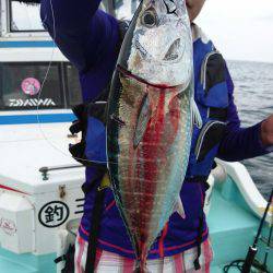 シードリーム 釣果