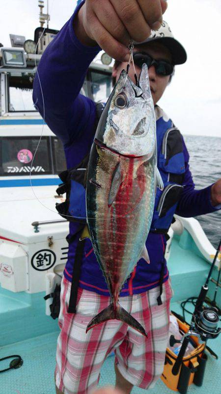 シードリーム 釣果