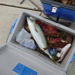 リトルワン 釣果