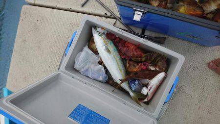 リトルワン 釣果