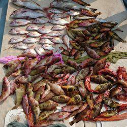 リトルワン 釣果