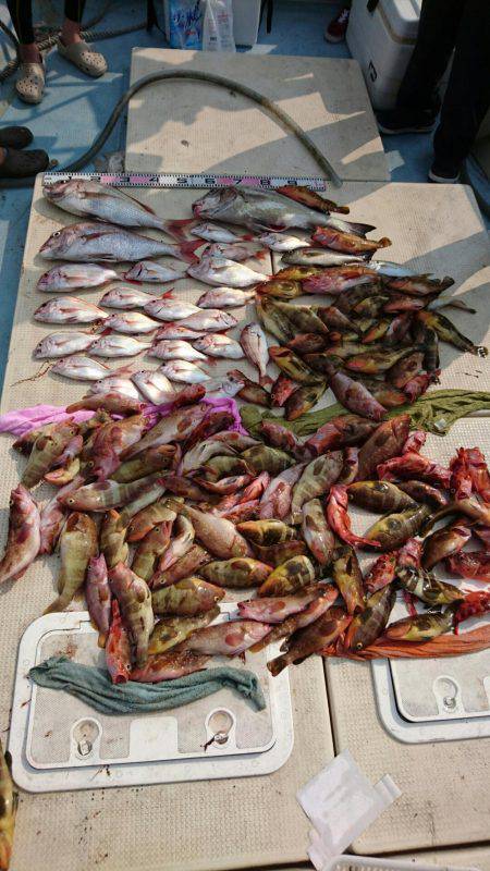 リトルワン 釣果