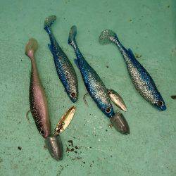 シードリーム 釣果