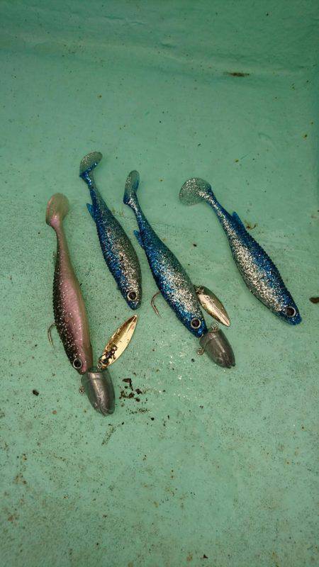 シードリーム 釣果