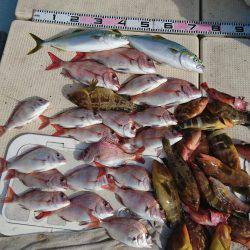 リトルワン 釣果