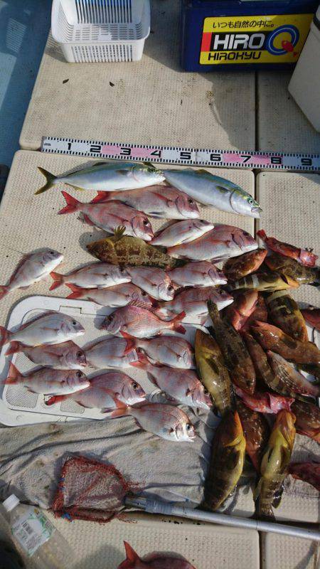 リトルワン 釣果