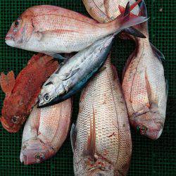 シードリーム 釣果