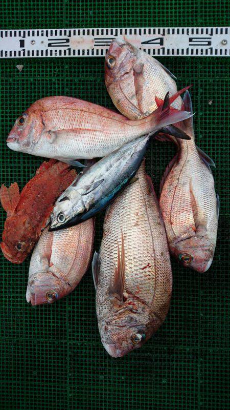 シードリーム 釣果