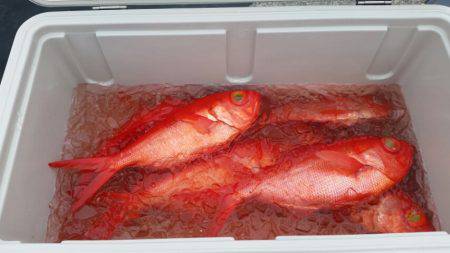 番匠高宮丸 釣果