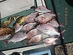 遊漁船 未紗奈 釣果