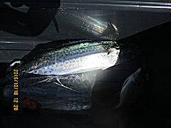 遊漁船 未紗奈 釣果