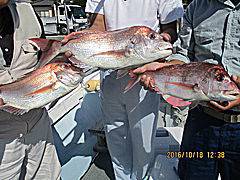 遊漁船 未紗奈 釣果