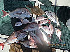 遊漁船 未紗奈 釣果