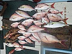 遊漁船 未紗奈 釣果