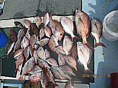 遊漁船 未紗奈 釣果