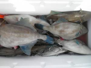 美咲丸 釣果