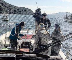 YELLOW-TAIL イエローテール 釣果