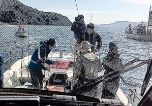 YELLOW-TAIL イエローテール 釣果