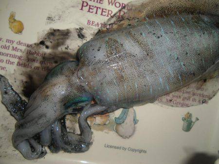 テトラポット。