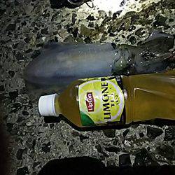 ナイターエギング