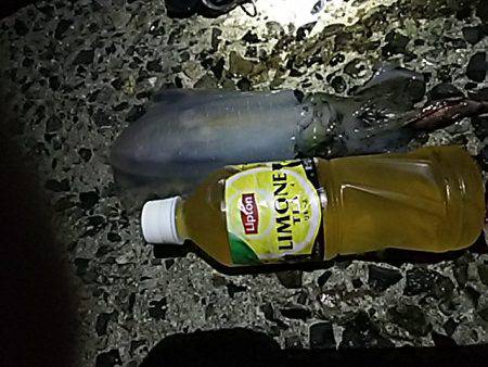 ナイターエギング