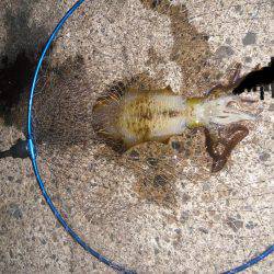 数釣り終盤か…！？