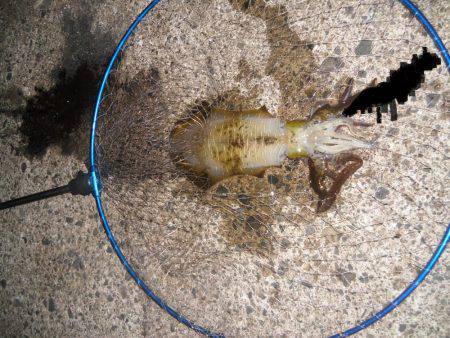 数釣り終盤か…！？