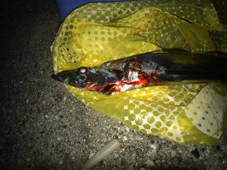 初ワインドタチウオ