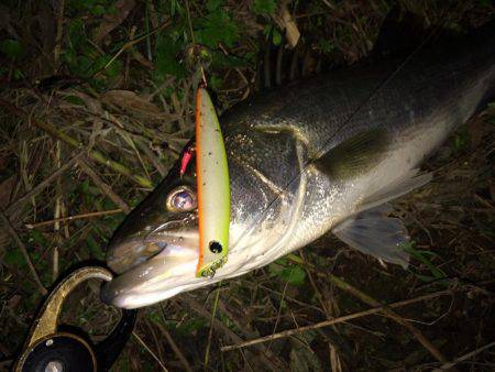 リバーシーバス