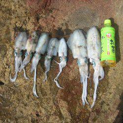 舞鶴東部アオリイカ7杯！