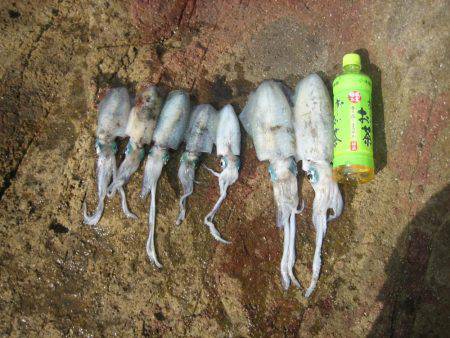 舞鶴東部アオリイカ7杯！