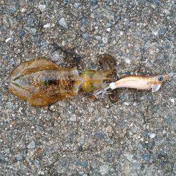 大蔵海岸にエギング釣行