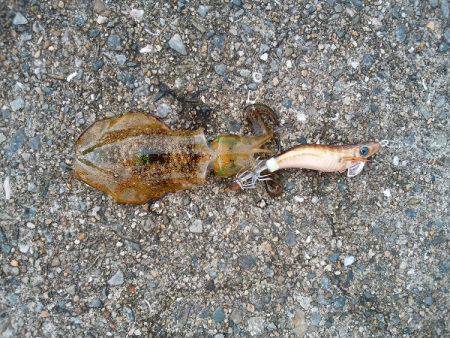 大蔵海岸にエギング釣行