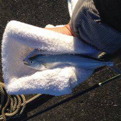 出勤前イケカツオ