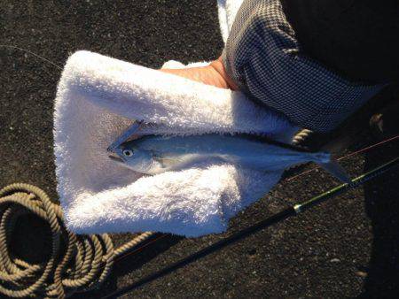 出勤前イケカツオ