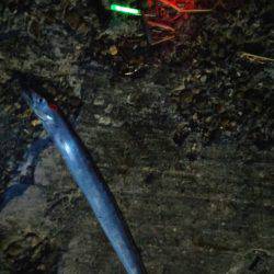 アジ、太刀魚GET！！