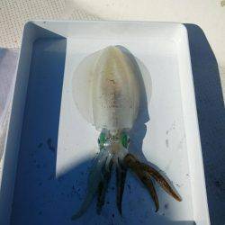 秋の長雨の合間に・・・