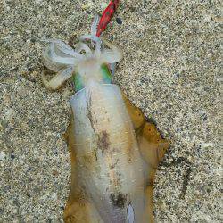 サイズアップ期待して♪