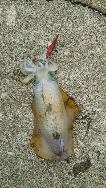 サイズアップ期待して♪