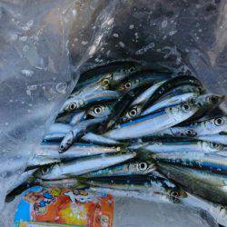 子供とファミリーフィッシング