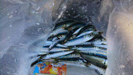 子供とファミリーフィッシング