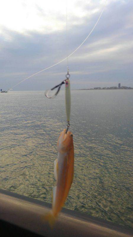 かまぼこオンリー