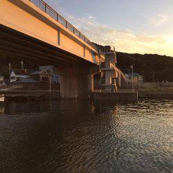 アジのたくさん