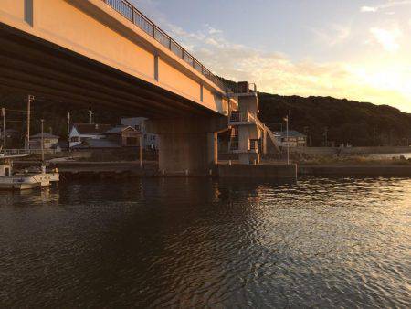 アジのたくさん