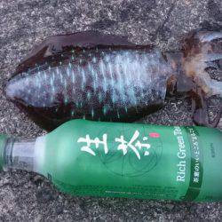 朝まずめ狙いで