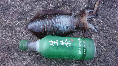 朝まずめ狙いで