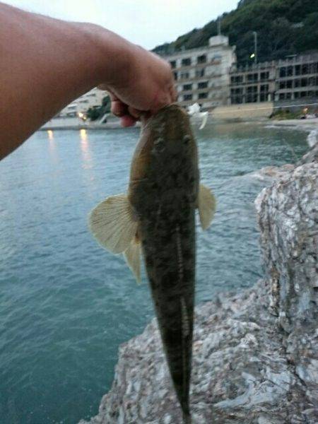 ジグヘッドにキビナゴでマゴチとアコウ